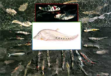 Work : Chao Phraya River 3