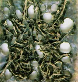 Work : Gemini no. 3/1971