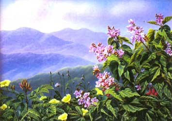 On the mountain  4