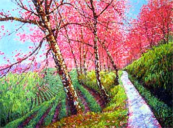 Sakura in doi mae salong