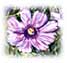 Colour & Flower by Boonchana   Chaiyajit
