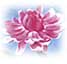 Colour & Flower by Boonchana   Chaiyajit