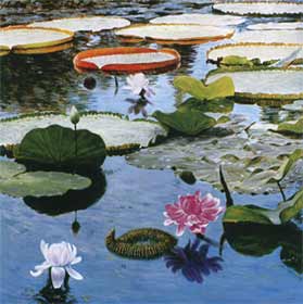 Lotus in the morning