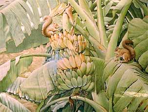 The Legend of Chao Phraya River by Six- Point Group