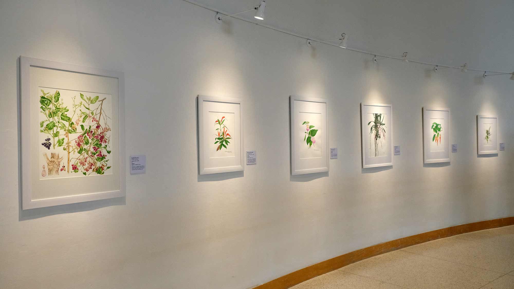 Exhibition Botanical Art Worldwide 2018 – The Beauty of Native Thai Plants | นิทรรศการ ภาพวาด พฤกษศาสตร์ สานพฤกษพรรณผ่านงานพฤกษศิลป์