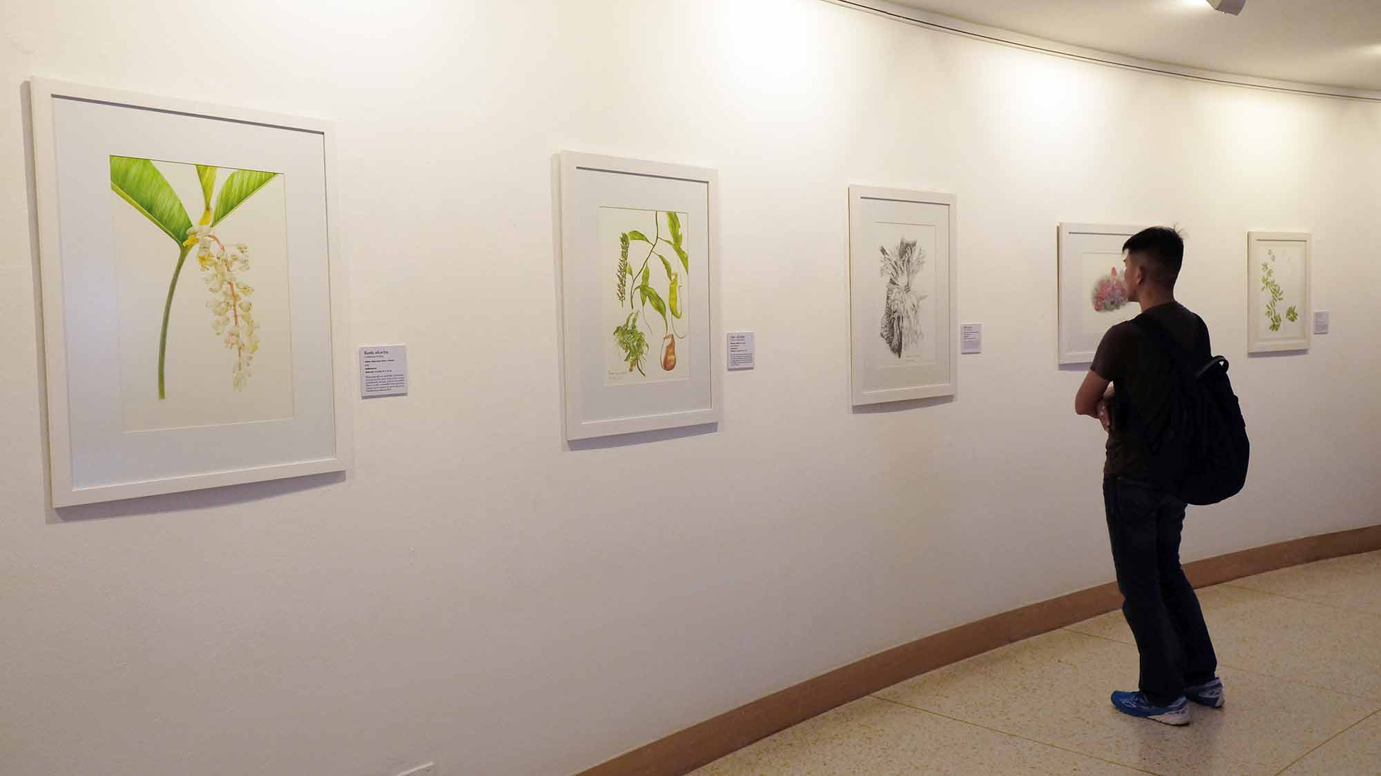 Exhibition Botanical Art Worldwide 2018 – The Beauty of Native Thai Plants | นิทรรศการ ภาพวาด พฤกษศาสตร์ สานพฤกษพรรณผ่านงานพฤกษศิลป์