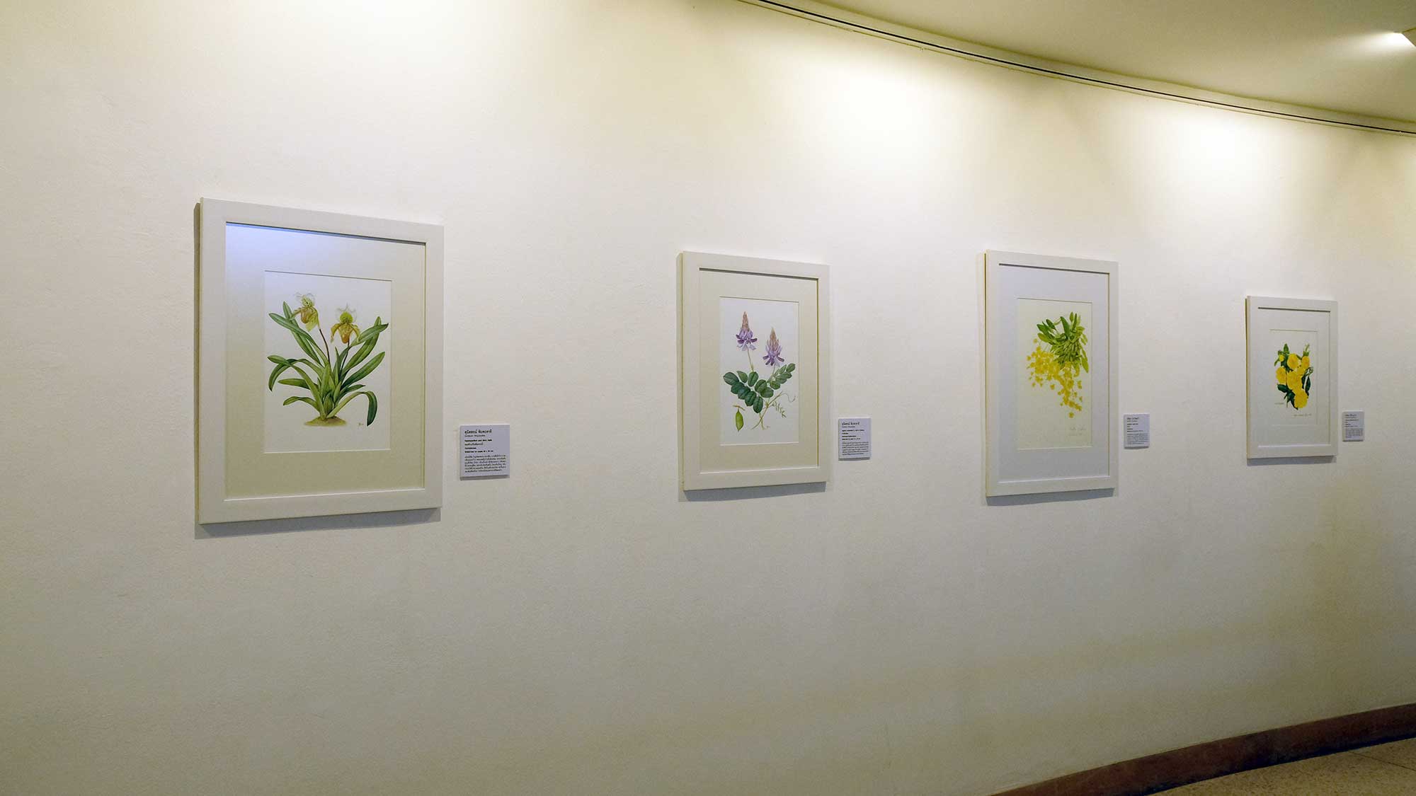 Exhibition Botanical Art Worldwide 2018 – The Beauty of Native Thai Plants | นิทรรศการ ภาพวาด พฤกษศาสตร์ สานพฤกษพรรณผ่านงานพฤกษศิลป์