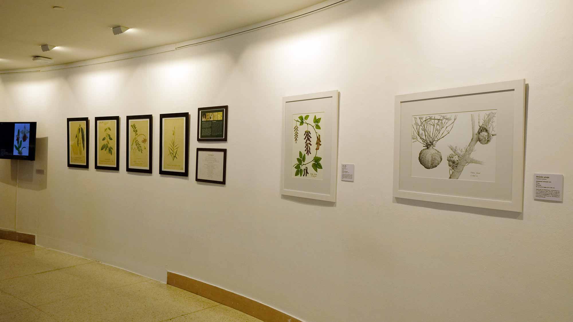 Exhibition Botanical Art Worldwide 2018 – The Beauty of Native Thai Plants | นิทรรศการ ภาพวาด พฤกษศาสตร์ สานพฤกษพรรณผ่านงานพฤกษศิลป์