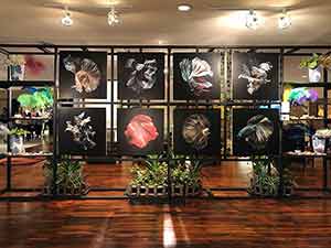 The Beauty of Siam : Anantara Siamese Fighting Fish, Photo Exhibition By Visarute Angkatavanich | นิทรรศการภาพถ่าย “ปลากัดไทยความงามแห่งสยาม” โดย วิศรุต อังคทะวานิช