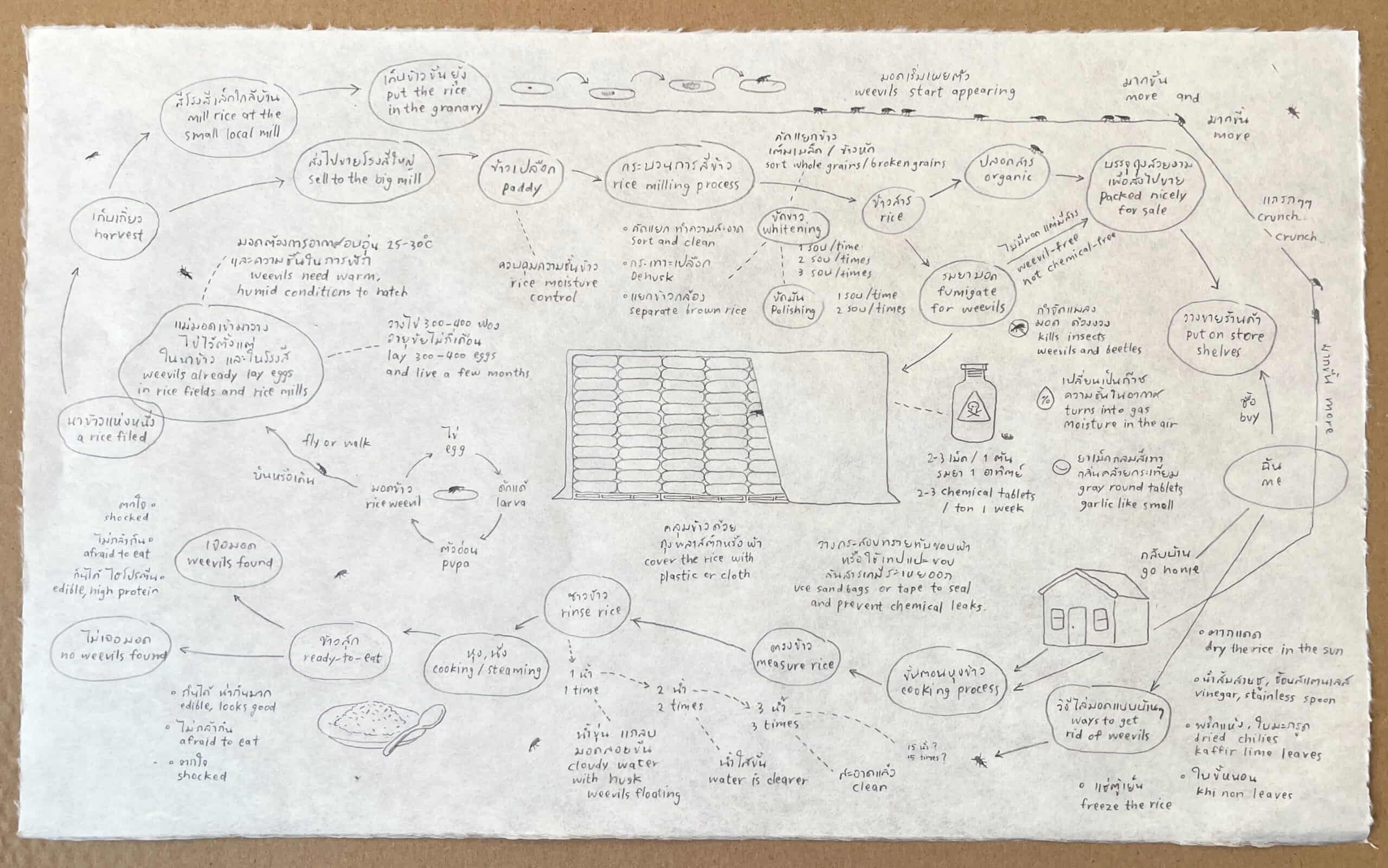 Weevils in Rice | มอด มอด โดย กนกวรรณ สุทธัง