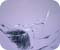 Chahn Sutarapong �ҭ �ظ��Ҿ���