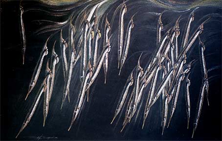 Garfish