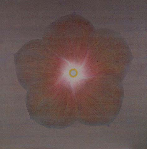 Roadside Flower 2002